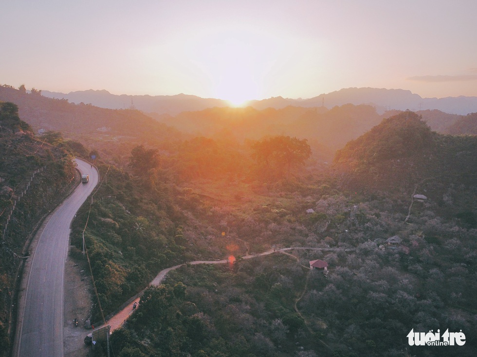 See the beautiful valley of apricot forest 'falling in love' with people in Moc Chau - Photo 7.