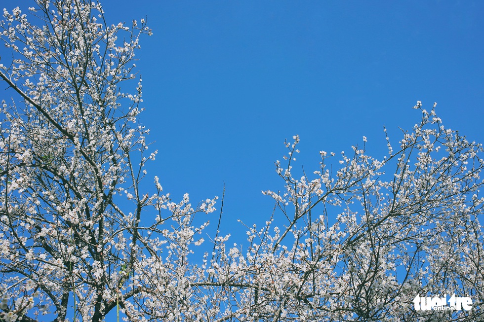 See the beautiful valley of apricot forest 'falling in love' with people in Moc Chau - Photo 5.