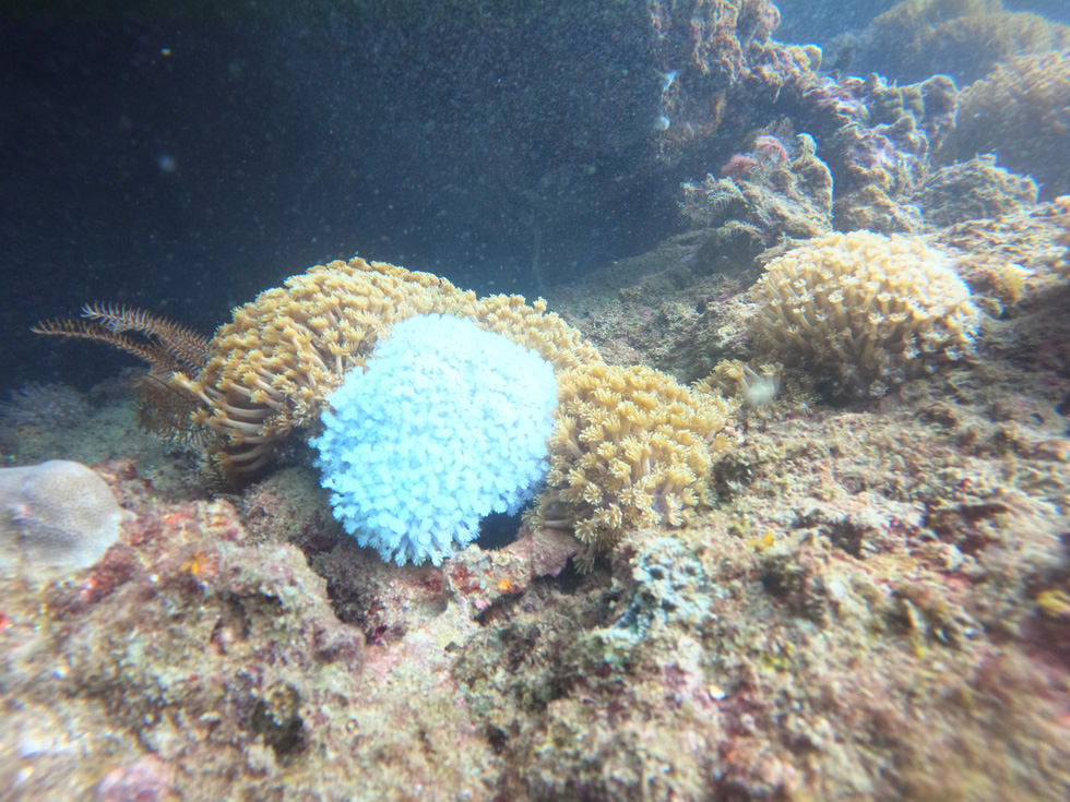 About Son sea paradise Don't dive to see corals - Photo 9.