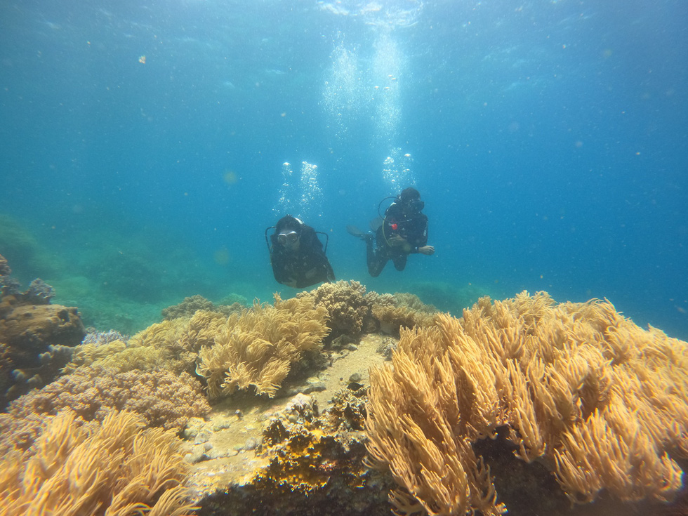 About Son Sea Paradise Don't dive to see corals - Photo 6.
