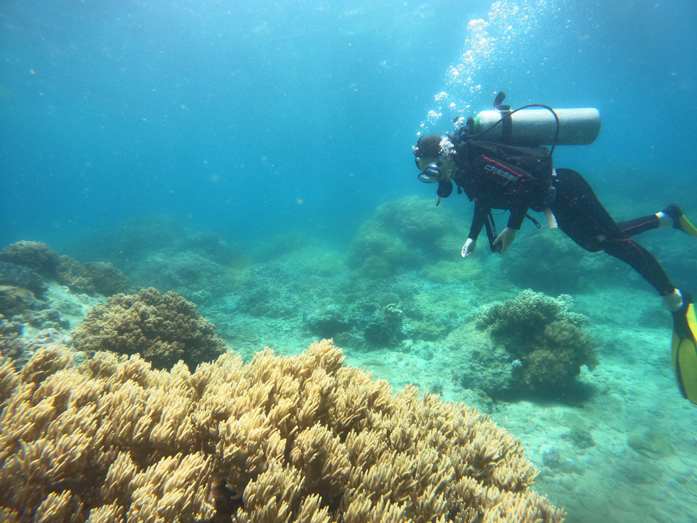 About Son Sea Paradise Don't dive to see corals - Photo 7.