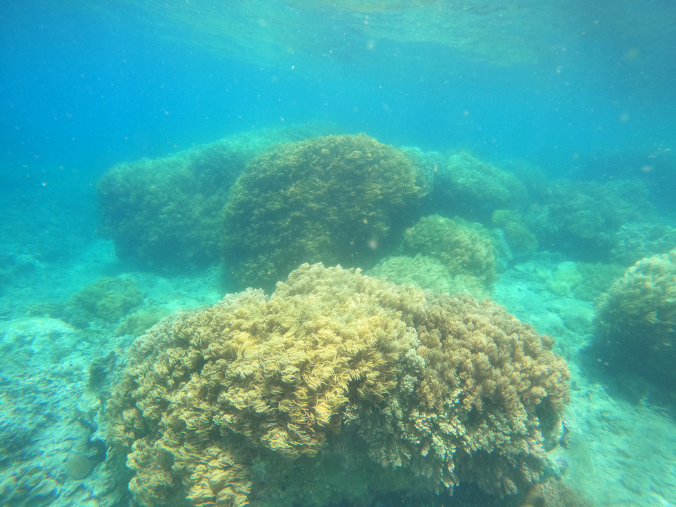 About Son Sea Paradise Don't dive to see corals - Photo 8.