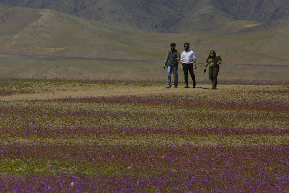 Chile bảo vệ hiện tượng sa mạc nở hoa độc đáo tại Atacama - Ảnh 6.