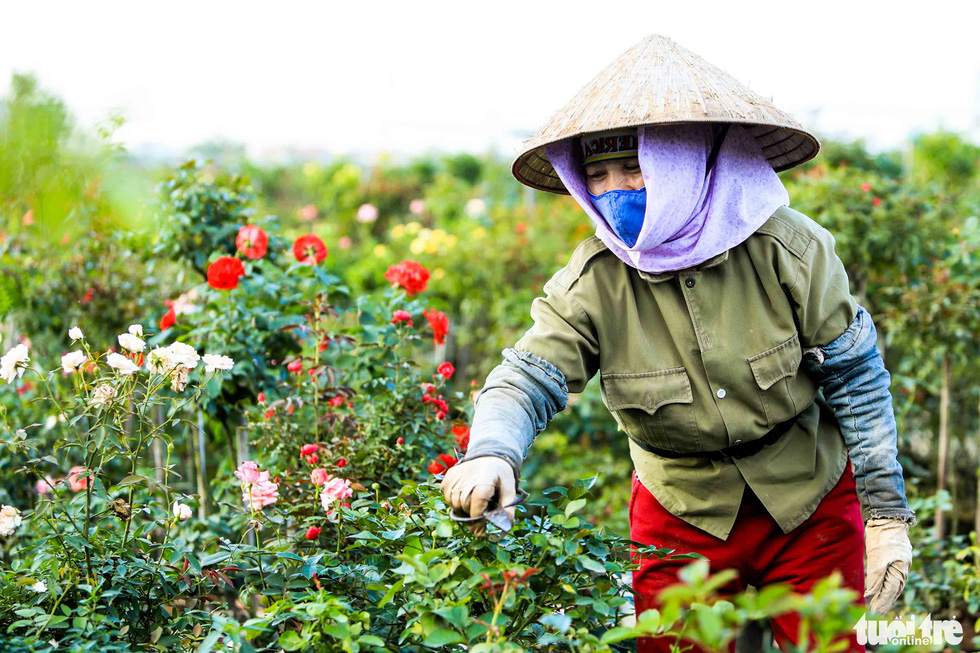 Thủ phủ hoa hồng rực rỡ trước thềm festival hoa lần đầu tiên - Ảnh 2.