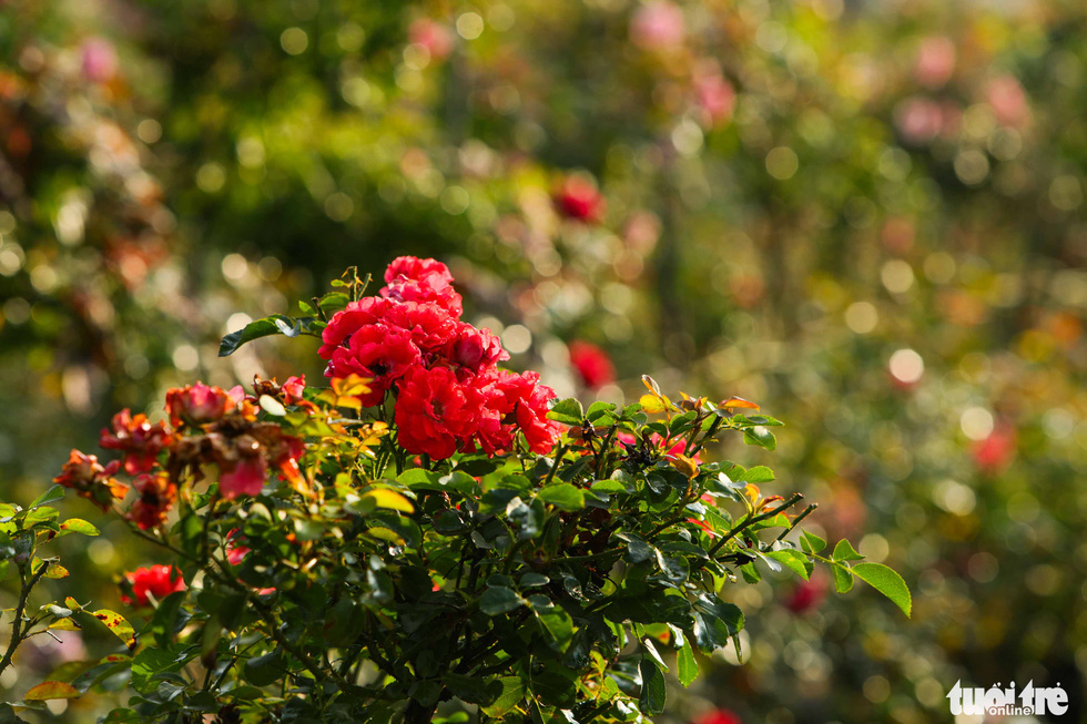 The capital of roses is brilliant before the first flower festival - Photo 8.