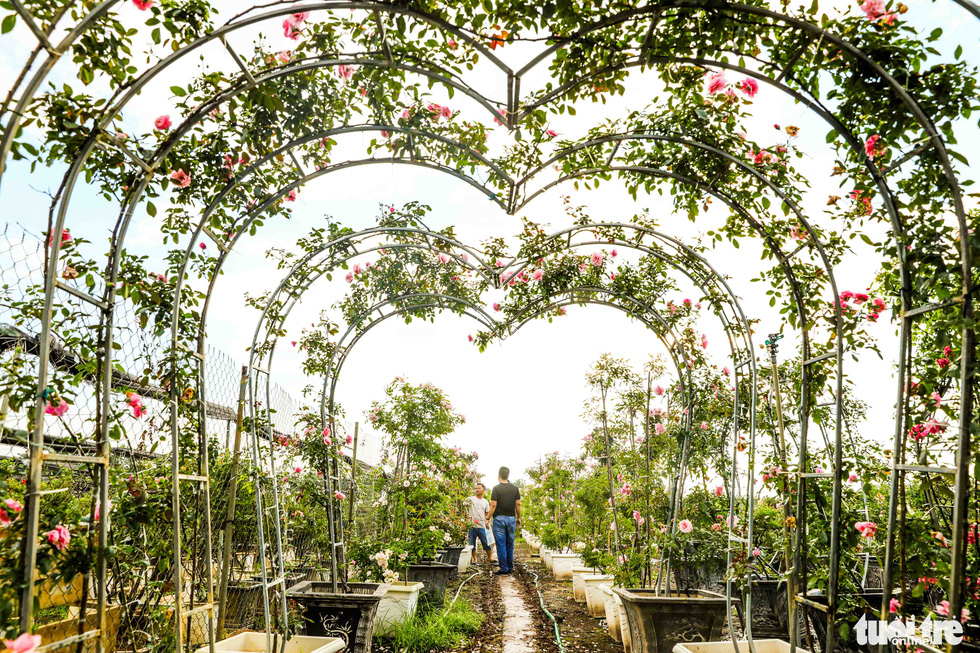 The capital of roses is brilliant before the first flower festival - Photo 4.