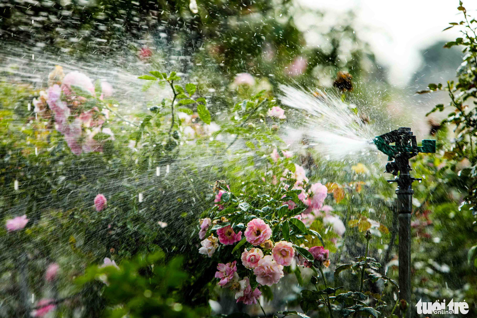 The capital of roses is brilliant before the first flower festival - Photo 9.