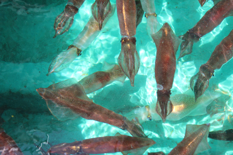The season of squid water returns, Phu Quoc fishermen hunt squid day and night - Photo 3.