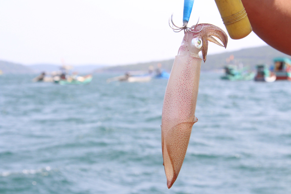 The season of squid water returns, Phu Quoc fishermen hunt squid day and night - Photo 4.