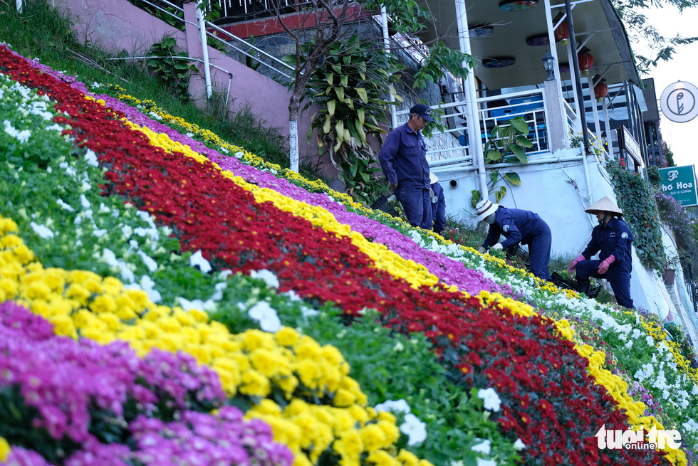 Đà Lạt dùng 500.000 chậu hoa trang điểm phố phường chờ khai mạc Festival Hoa - Ảnh 1.