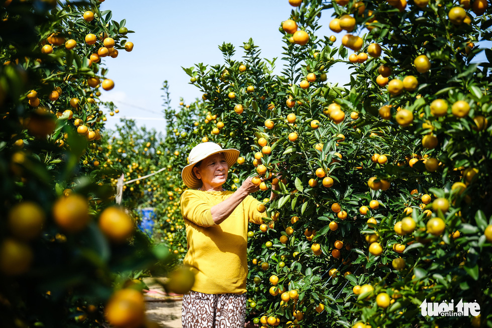 Quất Tết Hội An được giá, thương lái chốt giá tại vườn vẫn không đủ bán - Ảnh 2.