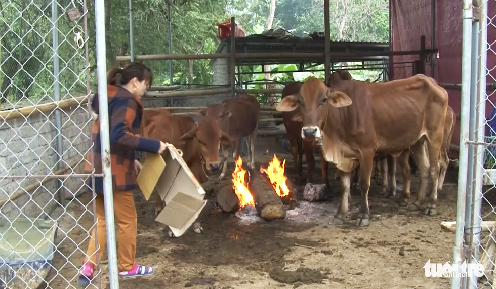 Trâu, bò ở Nghệ An chết rét hàng loạt - Ảnh 2.