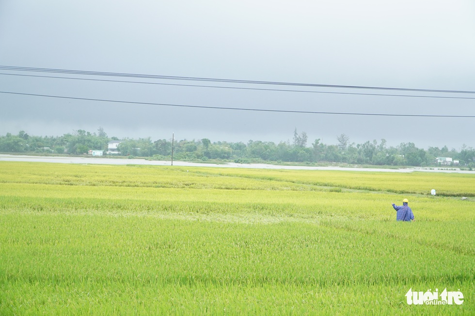 Mưa lớn, đồng ruộng ngập nước lênh láng, lúa ngã đổ - Ảnh 3. Mưa lớn, đồng ruộng ngập nước lênh láng, lúa ngã đổ - Ảnh 3.