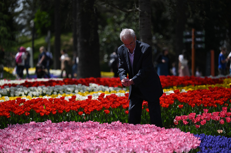 Hàng triệu bông tulip bung nở trong lễ hội hoa  - Ảnh 1.