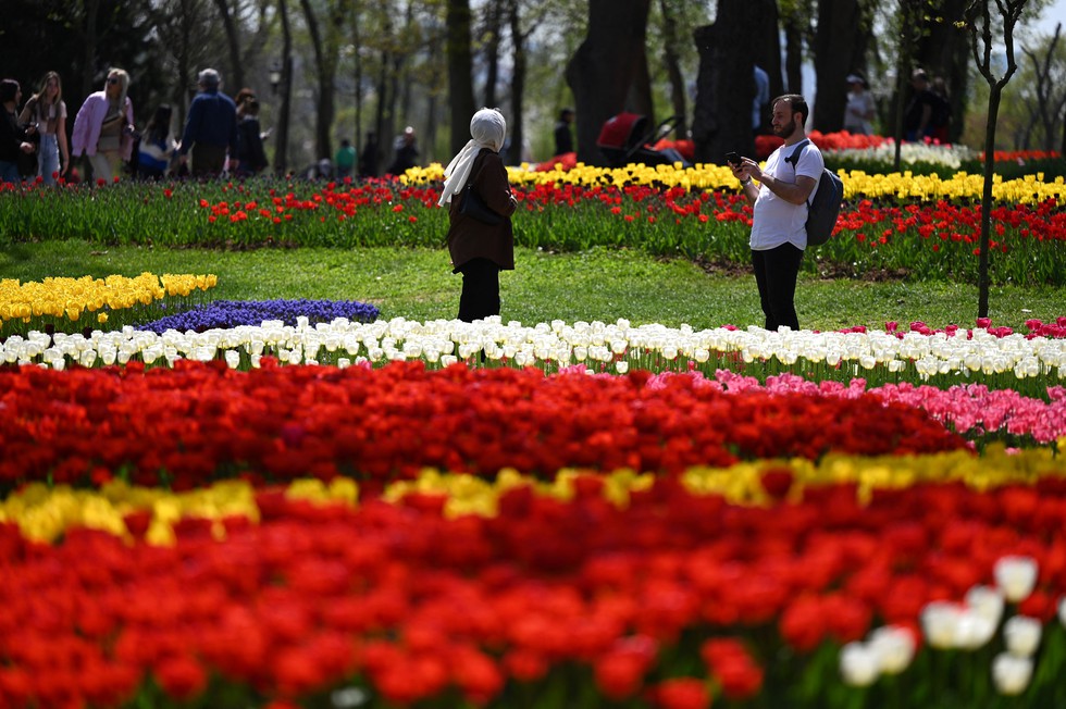 Hàng triệu bông tulip bung nở trong lễ hội hoa - Ảnh 2. Hàng triệu bông tulip bung nở trong lễ hội hoa - Ảnh 2.