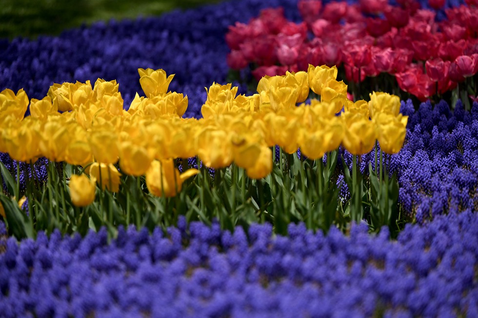 Hàng triệu bông tulip bung nở trong lễ hội hoa - Ảnh 3. Hàng triệu bông tulip bung nở trong lễ hội hoa - Ảnh 3.