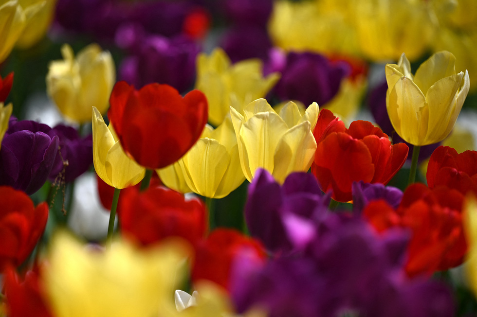 Hàng triệu bông tulip bung nở trong lễ hội hoa  - Ảnh 4.