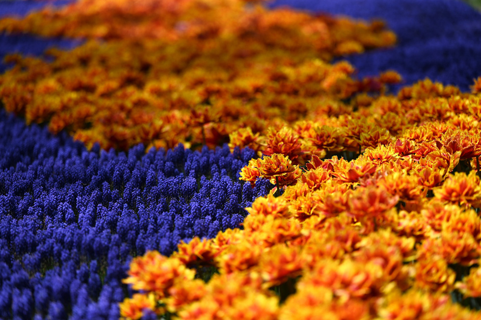 Hàng triệu bông tulip bung nở trong lễ hội hoa  - Ảnh 5.