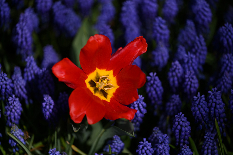 Hàng triệu bông tulip bung nở trong lễ hội hoa  - Ảnh 6.