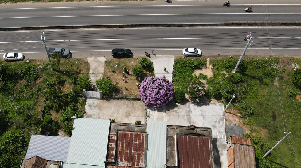 Cây bằng lăng thần thánh ở Bình Thuận đã bung rực hoa - Ảnh 3.