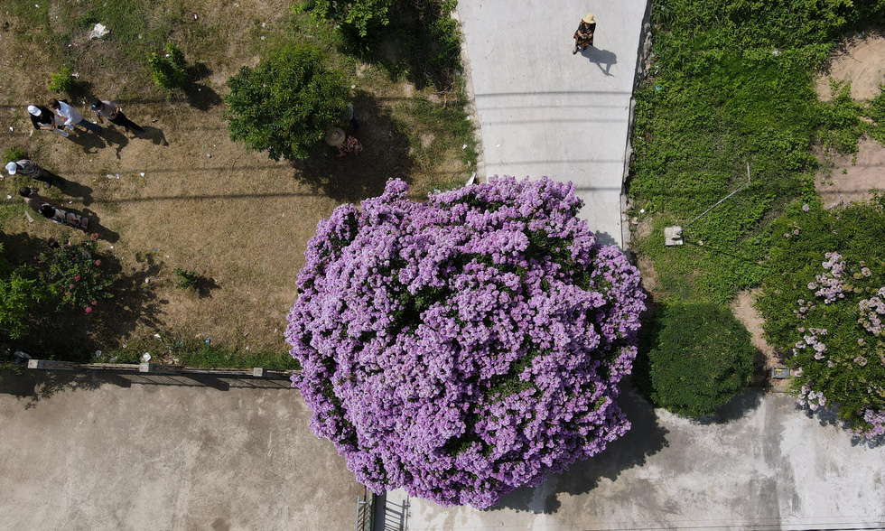 Cây bằng lăng thần thánh ở Bình Thuận đã bung rực hoa - Ảnh 2.