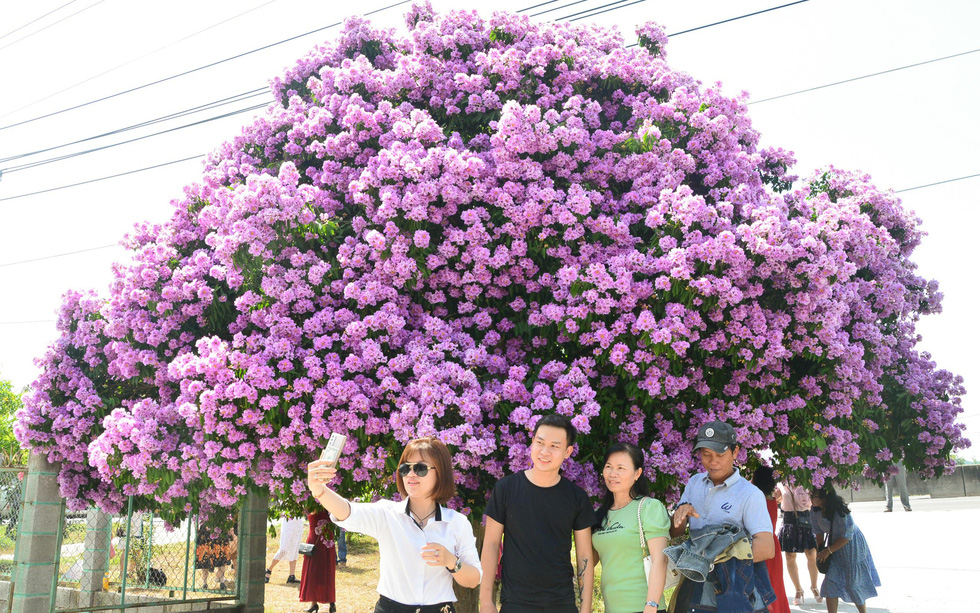 Cây bằng lăng 'thần thánh' ở Bình Thuận đã bung rực hoa