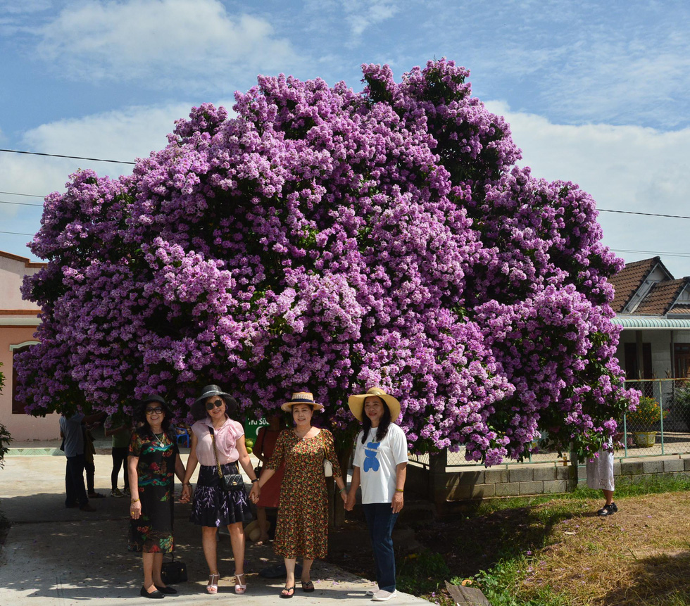 The sacred mausoleum tree in Binh Thuan has blossomed - Photo 6.