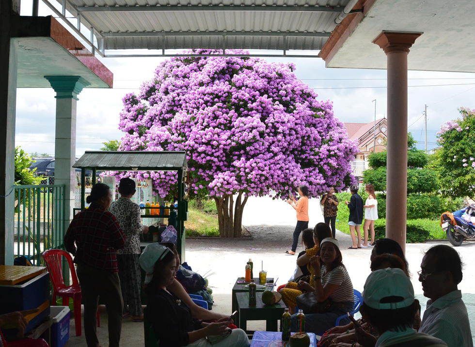 The sacred mausoleum tree in Binh Thuan has blossomed - Photo 5.