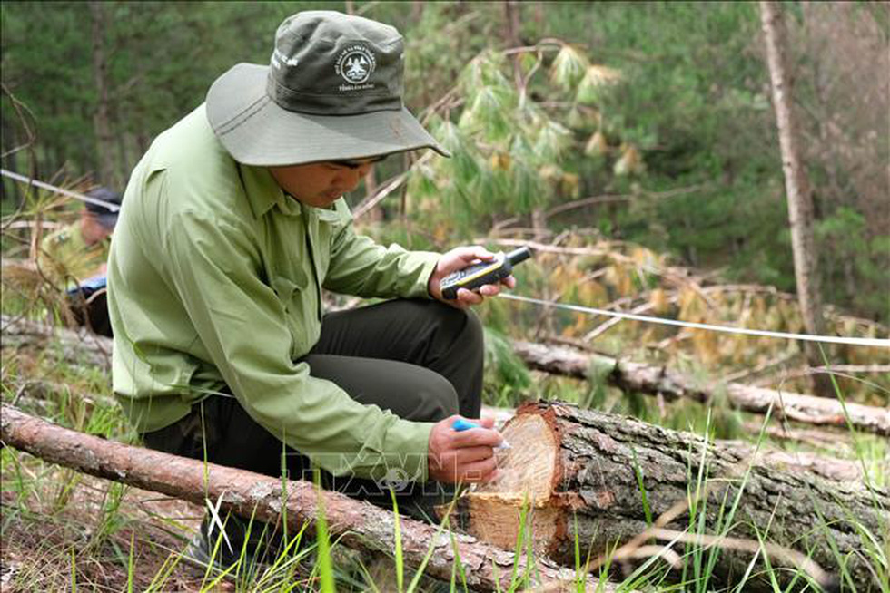 Chủ tịch tỉnh Lâm Đồng kiểm tra vụ phá rừng thông quy mô lớn tại Đà Lạt - Ảnh 3.