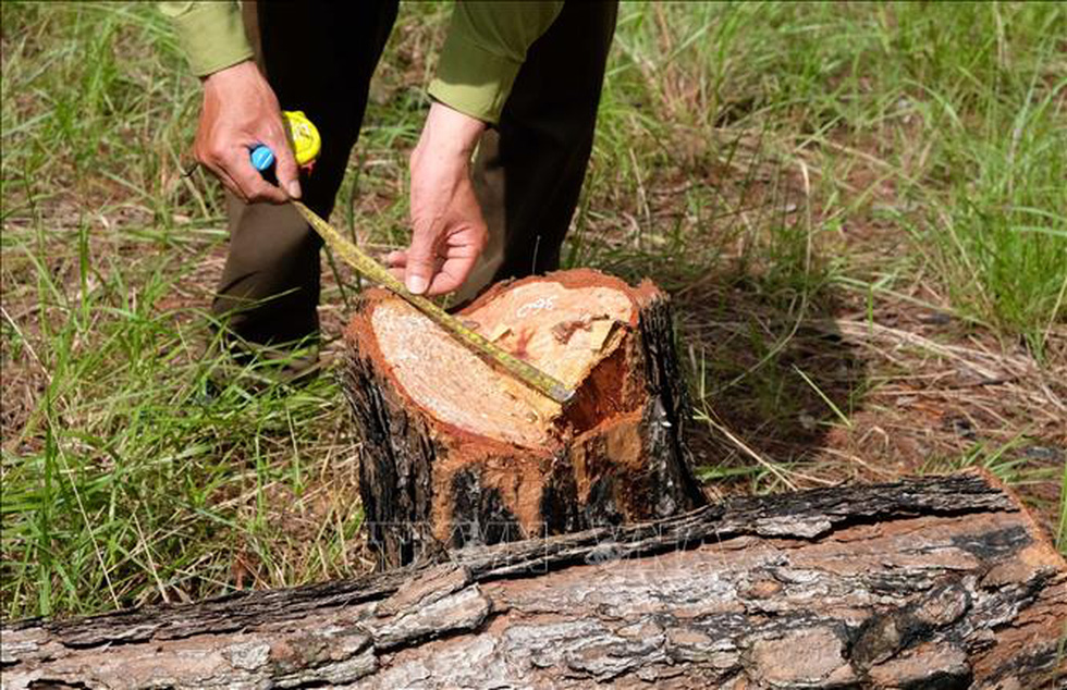 Chủ tịch tỉnh Lâm Đồng kiểm tra vụ phá rừng thông quy mô lớn tại Đà Lạt - Ảnh 6.