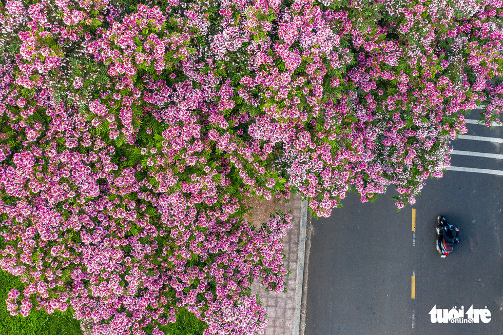 Đầu hè đến Bảo Lộc ngắm phượng hồng xôn xao góc phố - Ảnh 1.
