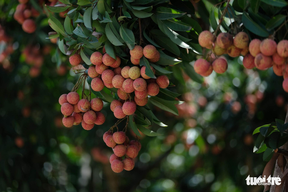 Summer in Bac Giang: Eating Luc Ngan litchi, camping in Dong Cao, traveling to West Yen Tu - Photo 3.