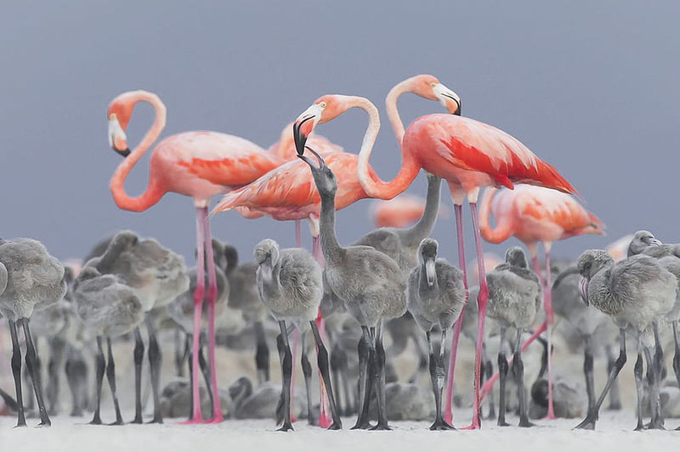 The magical beauty of flamingos in the lake of death - Photo 2.