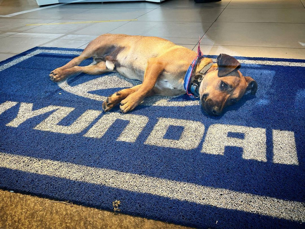 Hyundai tuyển chó làm nhân viên, đặt tên là Tucson và hút khách chưa từng thấy - Ảnh 10.