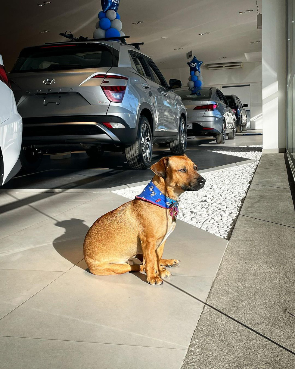 Hyundai tuyển chó làm nhân viên, đặt tên là Tucson và hút khách chưa từng thấy - Ảnh 11.