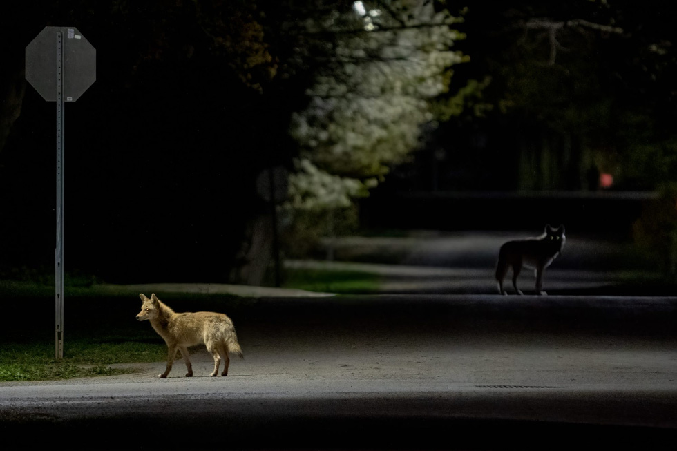 Độc đáo hình ảnh cuộc sống động vật hoang dã chốn phố thị của nhiếp ảnh gia thế giới - Ảnh 1.