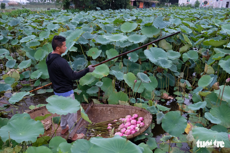 Chi tiền triệu vẫn khó mua sen hồ Tây - Ảnh 2.