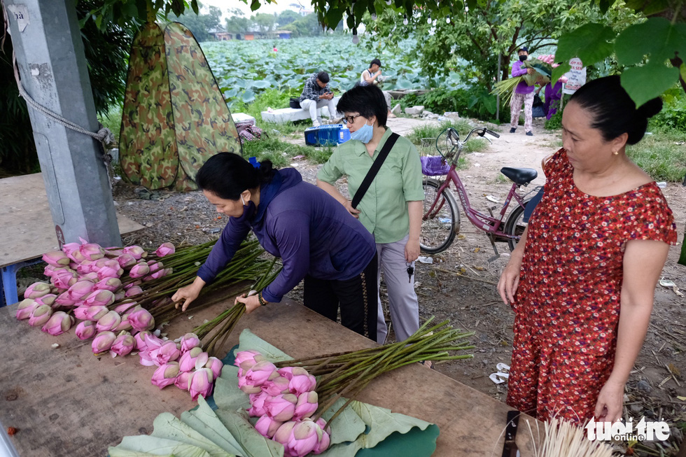 Chi tiền triệu vẫn khó mua sen hồ Tây - Ảnh 3.