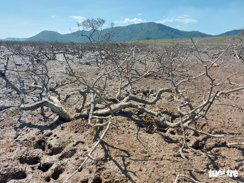 Khẩn trương xử lý hàng chục hecta rừng ngập mặn bị chết ở Hà Tĩnh - Ảnh 2.