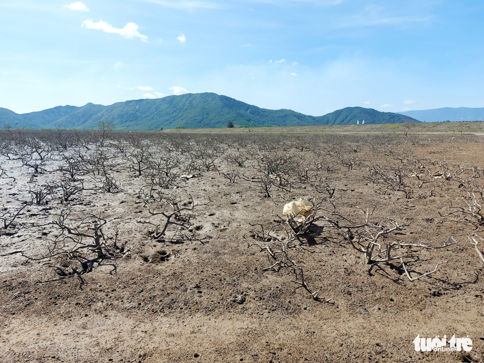 Khẩn trương xử lý hàng chục hecta rừng ngập mặn bị chết ở Hà Tĩnh - Ảnh 1.