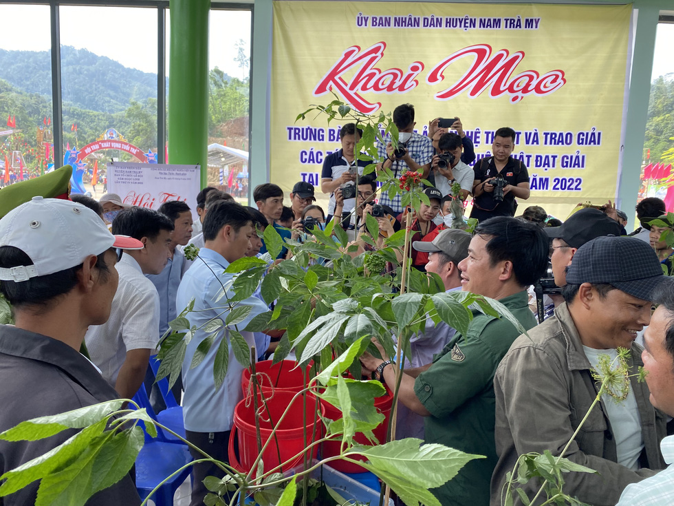 Du khách thú vị xem hội thi sâm Ngọc Linh ở thủ phủ sâm Nam Trà My - Ảnh 1.