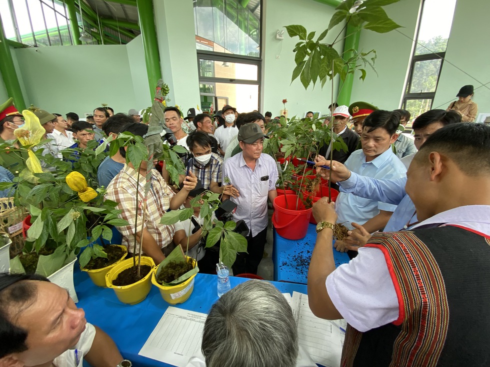 Du khách thú vị xem hội thi sâm Ngọc Linh ở thủ phủ sâm Nam Trà My - Ảnh 4. Du khách thú vị xem hội thi sâm Ngọc Linh ở thủ phủ sâm Nam Trà My - Ảnh 4.