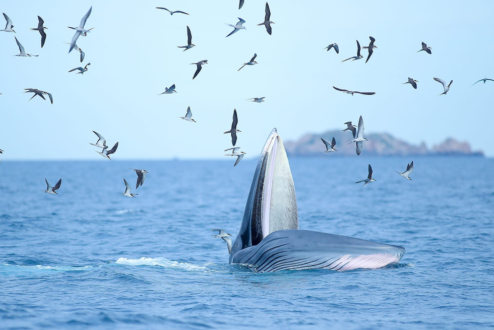 Excited, bursting with the moment of witnessing blue whales hunting in the sea of ​​De Gi - Photo 4.