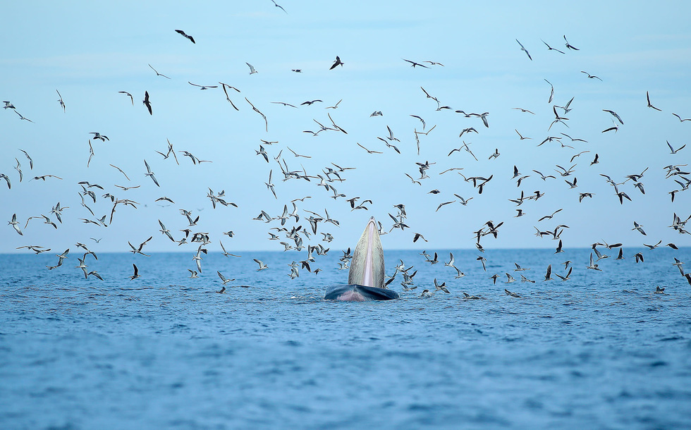 Excited, bursting with the moment of witnessing the blue whale hunting in the sea of ​​De Gi - Photo 2.