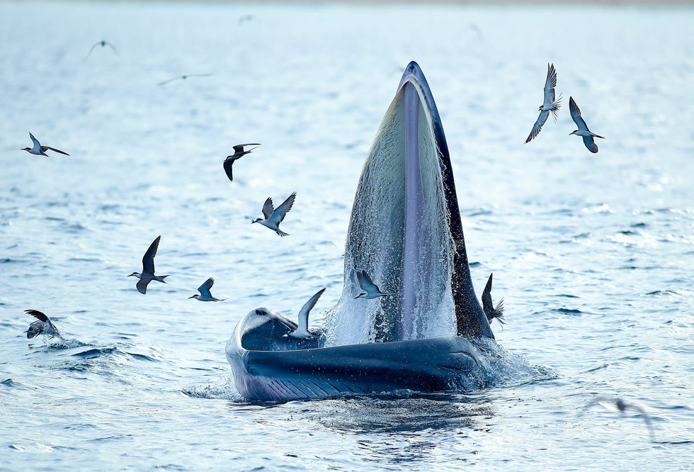 Excited, bursting with the moment of witnessing blue whales hunting in the sea of ​​De Gi - Photo 3.