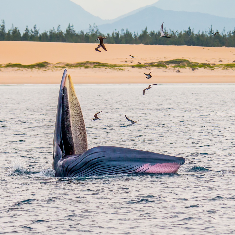 Excited, bursting with the moment of witnessing the blue whale hunting in the sea of ​​De Gi - Photo 7.