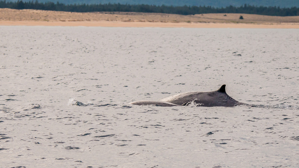 Thích thú, vỡ òa với khoảnh khắc chứng kiến cá voi săn mồi trên biển Đề Gi - Ảnh 6.