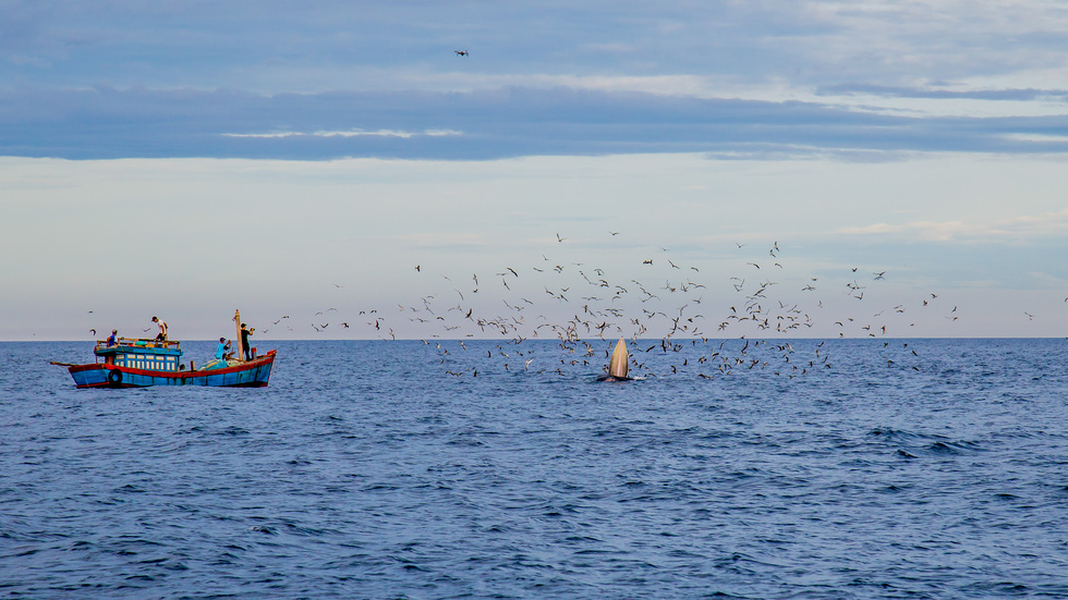 Excited, bursting with the moment of witnessing the blue whale hunting in the sea of ​​De Gi - Photo 1.