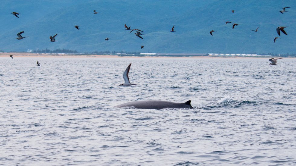 Excited, bursting with the moment of witnessing the blue whale hunting in the sea of ​​De Gi - Photo 5.