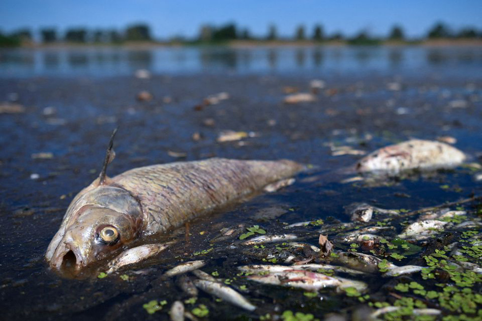 Cá chết trắng sông biên giới Ba Lan, dân phản đối chính quyền thông báo chậm trễ - Ảnh 4.